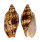VOLUTIDAE CYMBIOLA VESPERTILIO shell