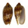 VOLUTIDAE CYMBIOLA VESPERTILIO shell