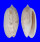 OLIVIDAE OLIVA BULBOSA LACERTINA shell