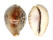 CYPRAEIDAE CYPRAEA TIGRIS shell