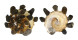XENOPHORIDAE XENOPHORA MEKRANENSIS KONOI shell