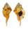 RANELLIDAE RANULARIA TESTUDINARIUM shell