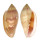 MARGINELLIDAE MARGINELLA DESJARDINI shell