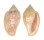 MARGINELLIDAE MARGINELLA SEBASTIANI shell