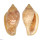 MARGINELLIDAE MARGINELLA SEBASTIANI shell