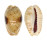 CYPRAEIDAE EROSARIA NEBRITES shell