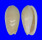 MARGINELLIDAE MARGINELLA CORNEA shell