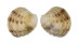 VENERIDAE PLACAMEN ISABELLINUM shell