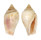 STROMBIDAE STROMBUS MUTABILIS shell
