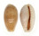 CYPRAEIDAE CYPRAEA EROSA CHLORIZANS COSMOI shell