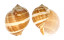 TONNIDAE TONNA  CHINENSIS shell