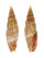 MITRIDAE VEXILLUM ZEBUENSE shell