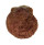 SPONDYLIDAE SPONDYLUS MULTISETOSUS shell