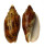 VOLUTIDAE CYMBIOLA VESPERTILIO shell