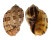 HARPIDAE HARPA MAJOR cf. CONOIDALIS shell