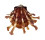SPONDYLIDAE SPONDYLUS FOLIACEUS shell