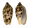 VOLUTIDAE CYMBIOLA VESPERTILIO shell