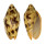 VOLUTIDAE CYMBIOLA VESPERTILIO shell