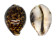 CYPRAEIDAE CYPRAEA TIGRIS shell