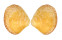 VENERIDAE CIRCE SCRIPTA shell