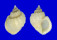 CANCELLARIIDAE SCALPIA OBLIQUATA shell
