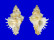 MURICIDAE MUREXIELLA LAPPA shell