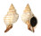FASCIOLARIIDAE FASCIOLARIA TRAPEZIUM shell