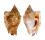 STROMBIDAE STROMBUS BULLA shell