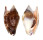 STROMBIDAE STROMBUS BULLA shell
