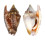 STROMBIDAE STROMBUS BULLA shell