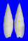 MITRIDAE MITRA MITRA shell