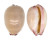 CYPRAEIDAE AUSTROCYPRAEA REEVEI shell