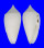 CONIDAE CONUS ARMADILLO shell