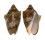 VOLUTIDAE CYMBIOLA VESPERTILIO shell