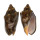 VOLUTIDAE CYMBIOLA VESPERTILIO shell