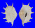 STROMBIDAE LAMBIS TRUNCATA shell