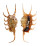 STROMBIDAE LAMBIS SCORPIO shell