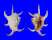STROMBIDAE LAMBIS CHIRAGRA shell
