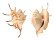 STROMBIDAE LAMBIS LAMBIS shell