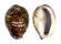 CYPRAEIDAE CYPRAEA TIGRIS shell