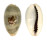 CYPRAEIDAE CYPRAEA ERRONES ERRONES shell