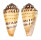CONIDAE CONUS MUSTELINUS shell