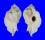 MURICIDAE JATON DECUSSATUS shell