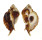 MURICIDAE JATON DECUSSATUS shell