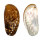 HALIOTIDAE HALIOTIS ASININA shell