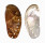 HALIOTIDAE HALIOTIS ASININA shell