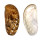 HALIOTIDAE HALIOTIS ASININA shell