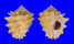 MURICIDAE DRUPA RUBUSIDAEUS shell