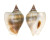 STROMBIDAE LAEVISTROMBUS TAENIATUS shell