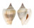 STROMBIDAE LAEVISTROMBUS TAENIATUS shell